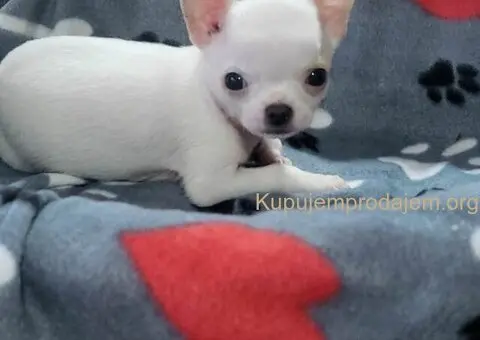 Mini CIVAVE  oba pola kratkodlaki i dugodlaki - 5/5