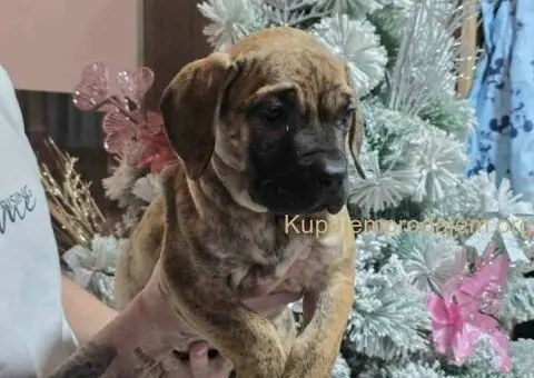 Na prodaju stenci prese kanario, vrhunskog porekla - 1/10