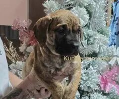 Na prodaju stenci prese kanario, vrhunskog porekla