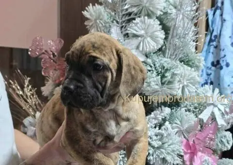 Na prodaju stenci prese kanario, vrhunskog porekla - 2/10