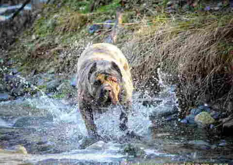 Na prodaju stenci prese kanario, vrhunskog porekla - 4/10