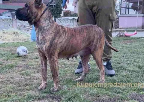 Na prodaju stenci prese kanario, vrhunskog porekla - 5/10