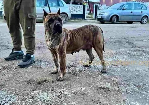 Na prodaju stenci prese kanario, vrhunskog porekla - 6/10