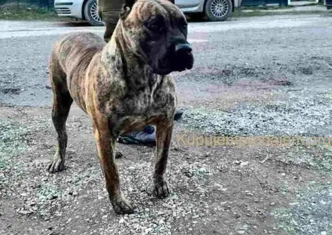 Na prodaju stenci prese kanario, vrhunskog porekla - 7/10