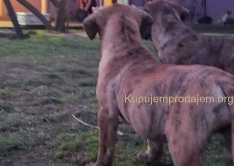 Na prodaju stenci prese kanario, vrhunskog porekla - 8/10