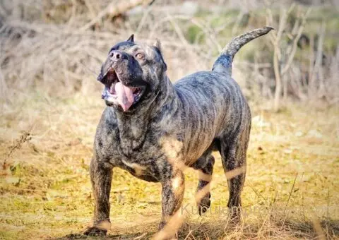 Na prodaju stenci prese kanario, vrhunskog porekla - 9/10