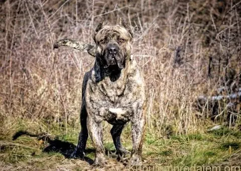 Na prodaju stenci prese kanario, vrhunskog porekla - 10/10