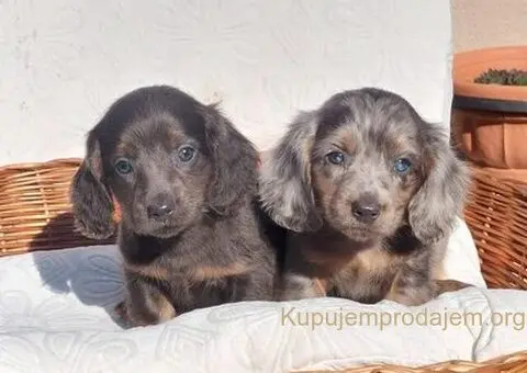 Jazavičari dugodlaki i kratkodlaki - 1/4