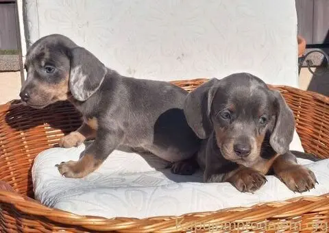 Jazavičari dugodlaki i kratkodlaki - 2/4