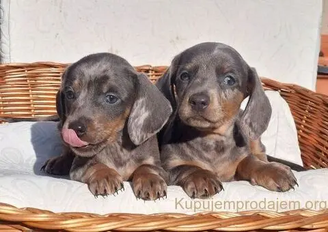 Jazavičari dugodlaki i kratkodlaki - 3/4