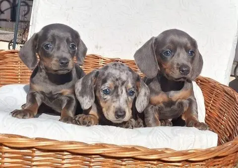 Jazavičari dugodlaki i kratkodlaki - 4/4