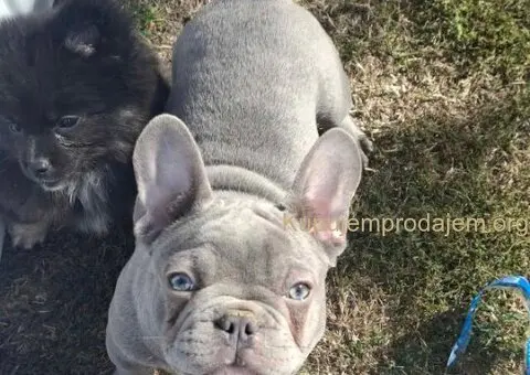 Sivi francuski buldog