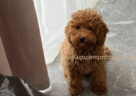 Dostupan muzijak mini pudlice u aprikot boji - 1/3