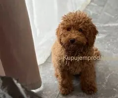 Dostupan muzijak mini pudlice u aprikot boji