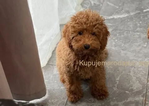 Dostupan muzijak mini pudlice u aprikot boji - 2/3