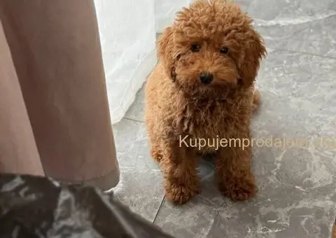 Dostupan muzijak mini pudlice u aprikot boji - 3/3