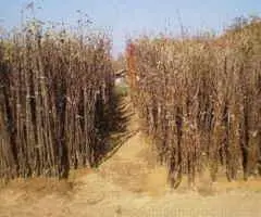 RASADNIK NASTIC SAŠE prodaja voćnih sadnica za prolećnu sadnju