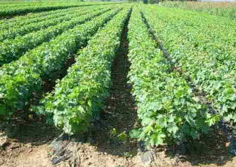 RASADNIK NASTIC SAŠE prodaja voćnih sadnica za prolećnu sadnju - 2/4