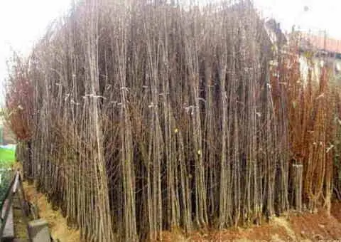 RASADNIK NASTIC SAŠE prodaja voćnih sadnica za prolećnu sadnju - 3/4