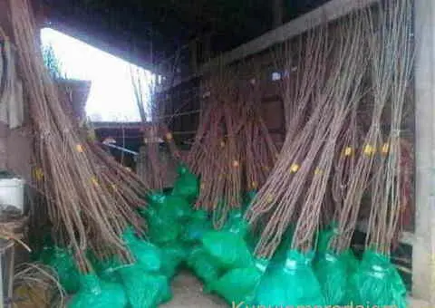 Sadnice za prolećnu sadnju - 1/4