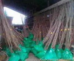 Sadnice za prolećnu sadnju