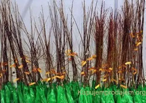 Sadnice za prolećnu sadnju - 3/4