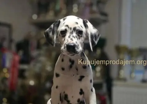 Dalmatinski pas, vrhunski štenci - 1/4
