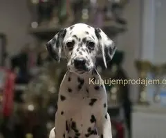 Dalmatinski pas, vrhunski štenci