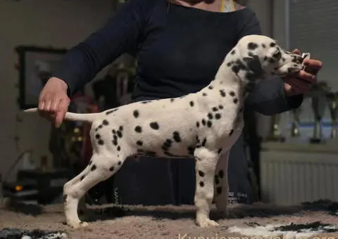 Dalmatinski pas, vrhunski štenci - 2/4