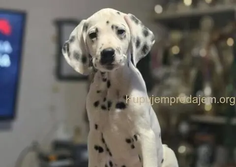 Dalmatinski pas, vrhunski štenci - 3/4