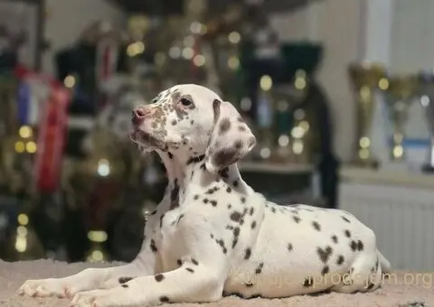 Dalmatinski pas, vrhunski štenci - 4/4