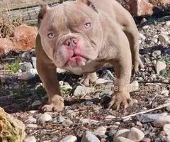 Zenka amercan bully poket u egzotic boji