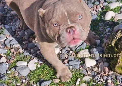 Zenka amercan bully poket u egzotic boji - 2/5