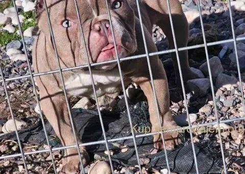 Zenka amercan bully poket u egzotic boji - 3/5