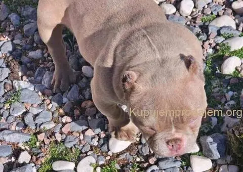 Zenka amercan bully poket u egzotic boji - 4/5