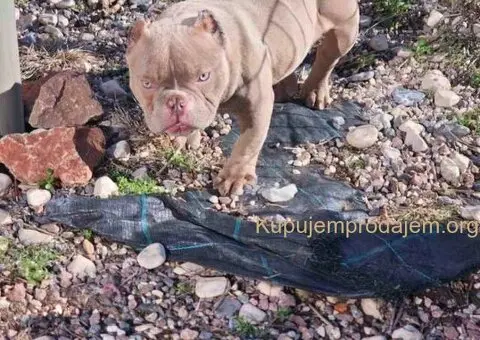 Zenka amercan bully poket u egzotic boji - 5/5