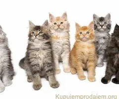 Maine Coon macici vrhunskog porekla