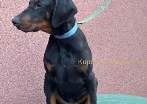 Doberman muško štene - 1/9