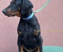Doberman muško štene