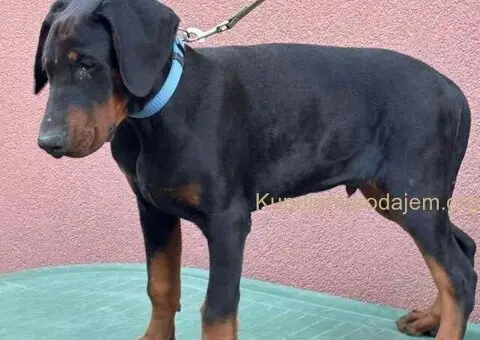 Doberman muško štene - 2/9