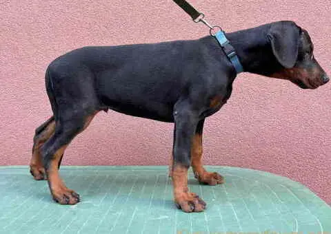 Doberman muško štene - 3/9