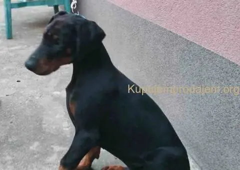 Doberman muško štene - 4/9