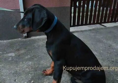 Doberman muško štene - 5/9