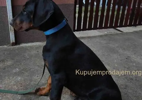 Doberman muško štene - 6/9