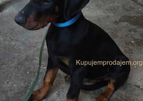 Doberman muško štene - 7/9