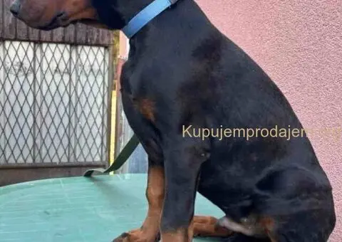 Doberman muško štene - 8/9