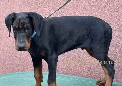 Doberman muško štene - 9/9