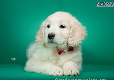 Zlatni retriver štenci - 1/7