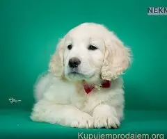 Zlatni retriver štenci