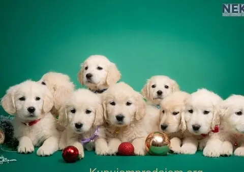 Zlatni retriver štenci - 2/7